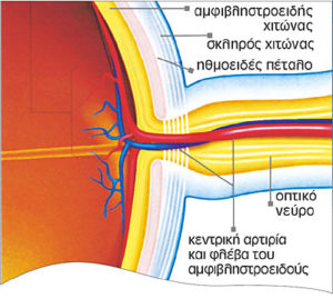 γλαύκωμα: διάγραμμα της ανατομίας του ματιού και του οπτικού νεύρου